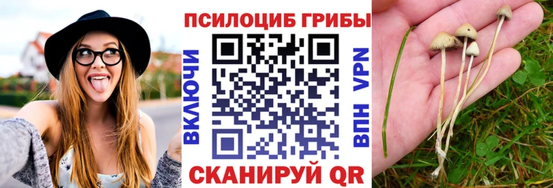 Псилоцибиновые грибы Psilocybine cubensis  Купить  Чегем 